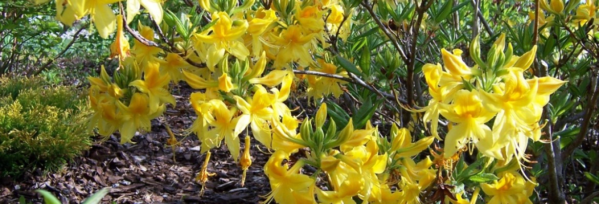 rhododendron luteum