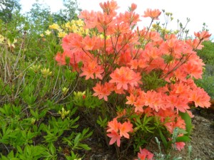 rhododendron japonicum 1