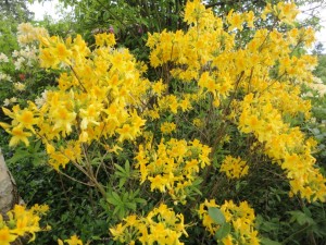 rhododendron luteum 