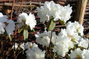 rhododendron april snow 1