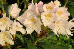 rhododendron cunninghams white 2